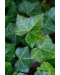 Плющ звичайний ‘Тедрап’|Hedera helix ‘Teardrop’|Плющ обыкновенный ‘Тедрап’